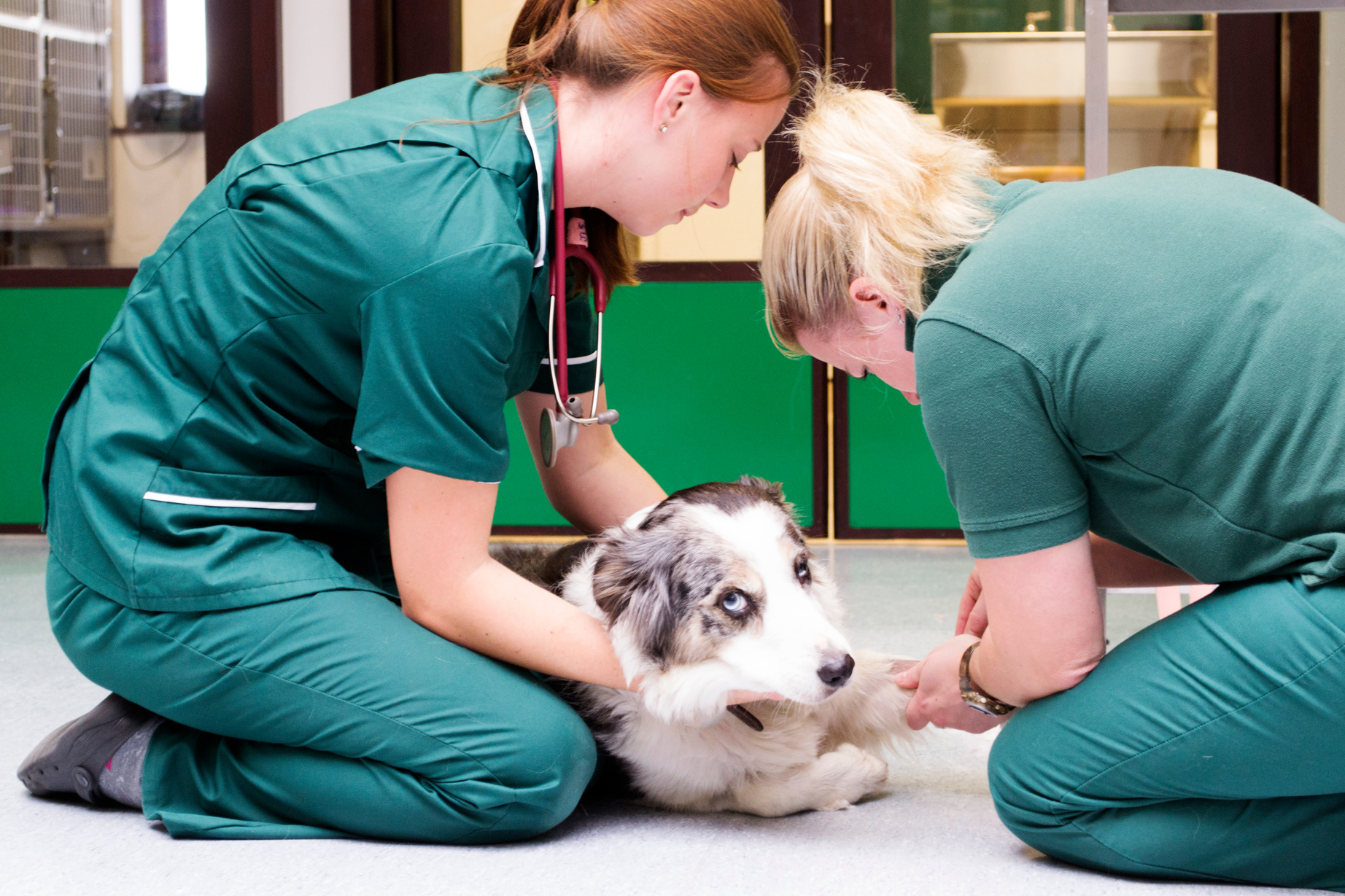 Injured dog at veterinary surgery