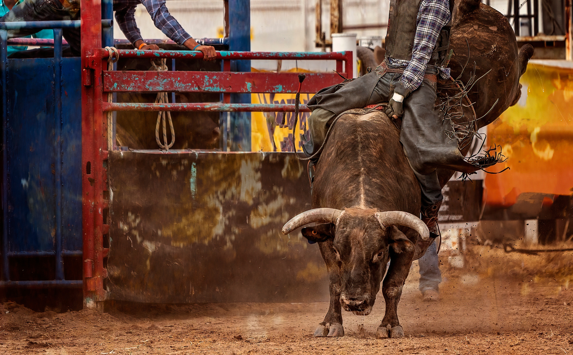 Bull Riding Cowboy At Australian Country Rodeo